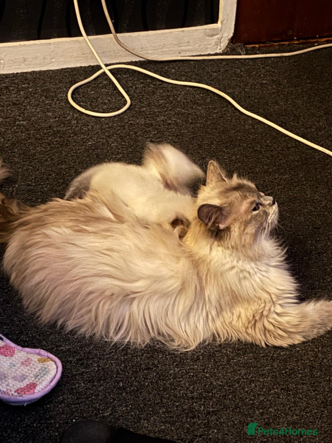 Ragdoll cats for sale: Ragdoll kittens  - Image 25