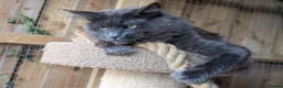 Maine Coon cats for sale: Beautiful Maine Coon Kittens - Advert 12