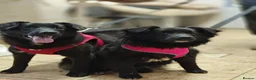 Mixed Breed dogs for adoption: ❤️🐶 YUKI & FIFI – TWO HEARTS, ONE LITTLE TEAM in Burton-on-Trent - Advert 23
