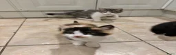 Mixed Breed cats for sale: 4 kittens ready for a new home - Advert 9