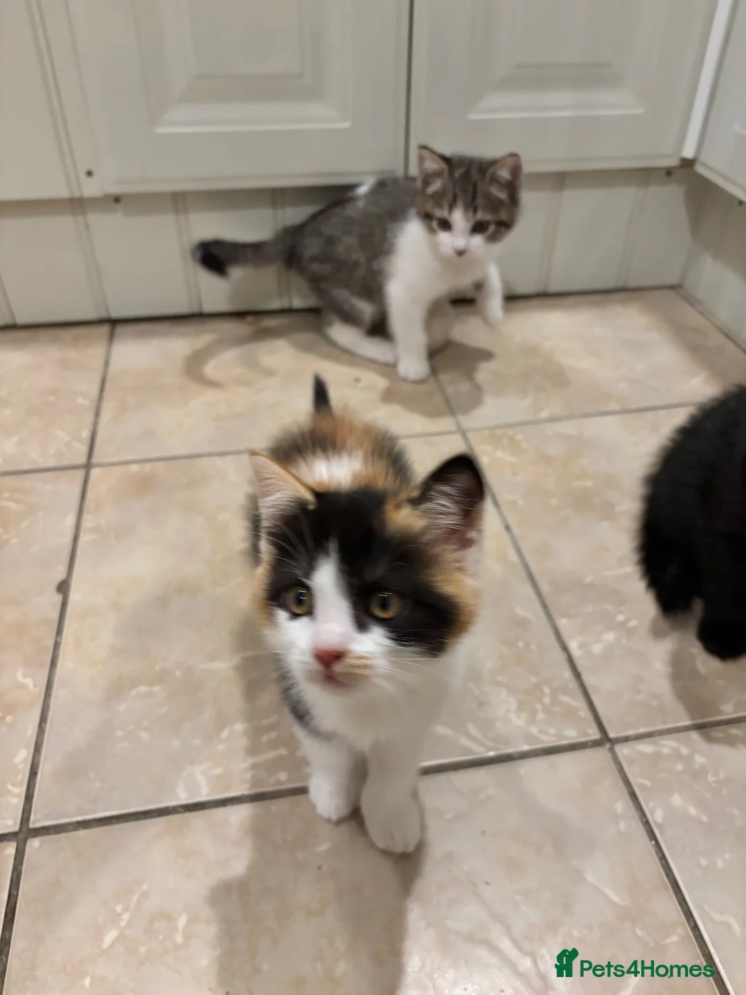 Mixed Breed cats for sale: 4 kittens ready for a new home - Advert 9