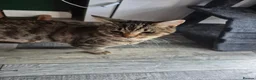 Mixed Breed cats for sale: Beautiful male  - Advert 3