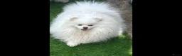 Pomeranian dogs for sale: Russian coated bear face Pomeranian - Advert 3