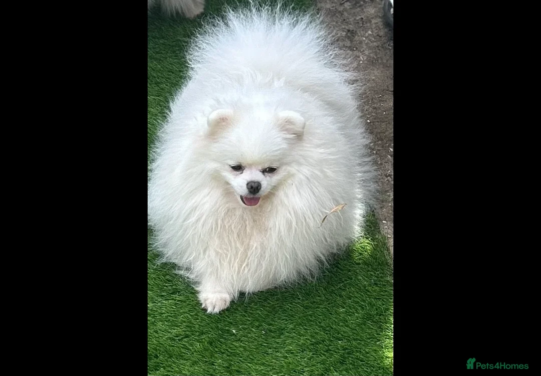 Pomeranian dogs for sale: Russian coated bear face Pomeranian - Advert 3