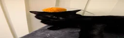 Domestic Shorthair cats for sale: Rescued cat looking for home - Advert 3