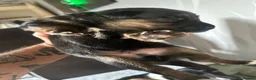 Mixed Breed dogs for sale: 4male 1 female puppies in Bury - Advert 4