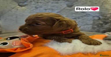 Cavapoo dogs 🧡 HEALTH TESTED F1B CAVAPOO  PUPPIES🧡 - Advert 8