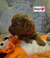 Cavapoo dogs 🧡 HEALTH TESTED F1B CAVAPOO PUPPIES🧡 - Advert 8