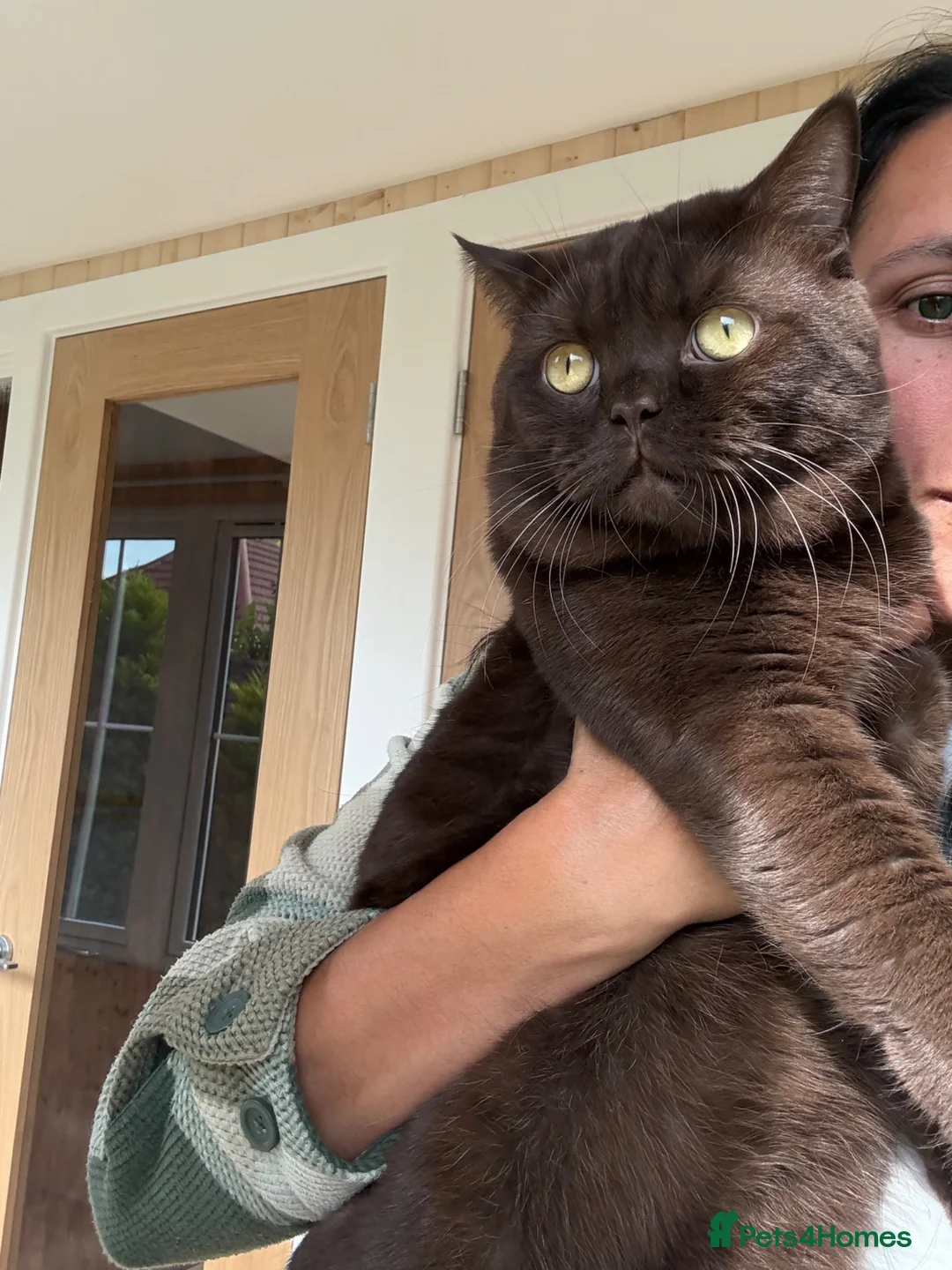 British Shorthair cats for stud: 🐾 Stud Cat Available for Mating 🐾 - Advert 2