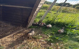 Chickens poultry for sale: Young cockerels for new home - Image 3