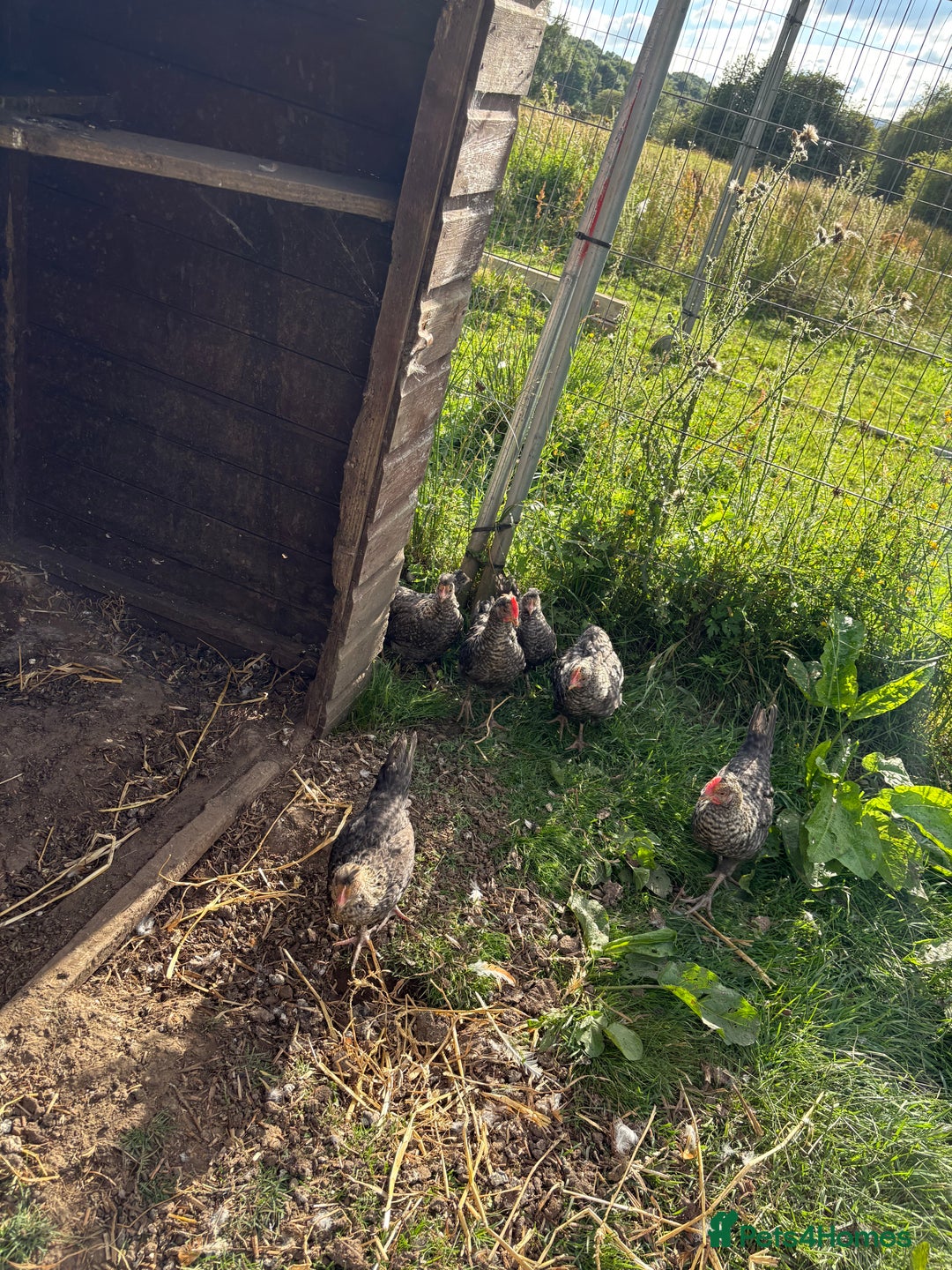 Chickens poultry for sale: Young cockerels for new home - Image 3