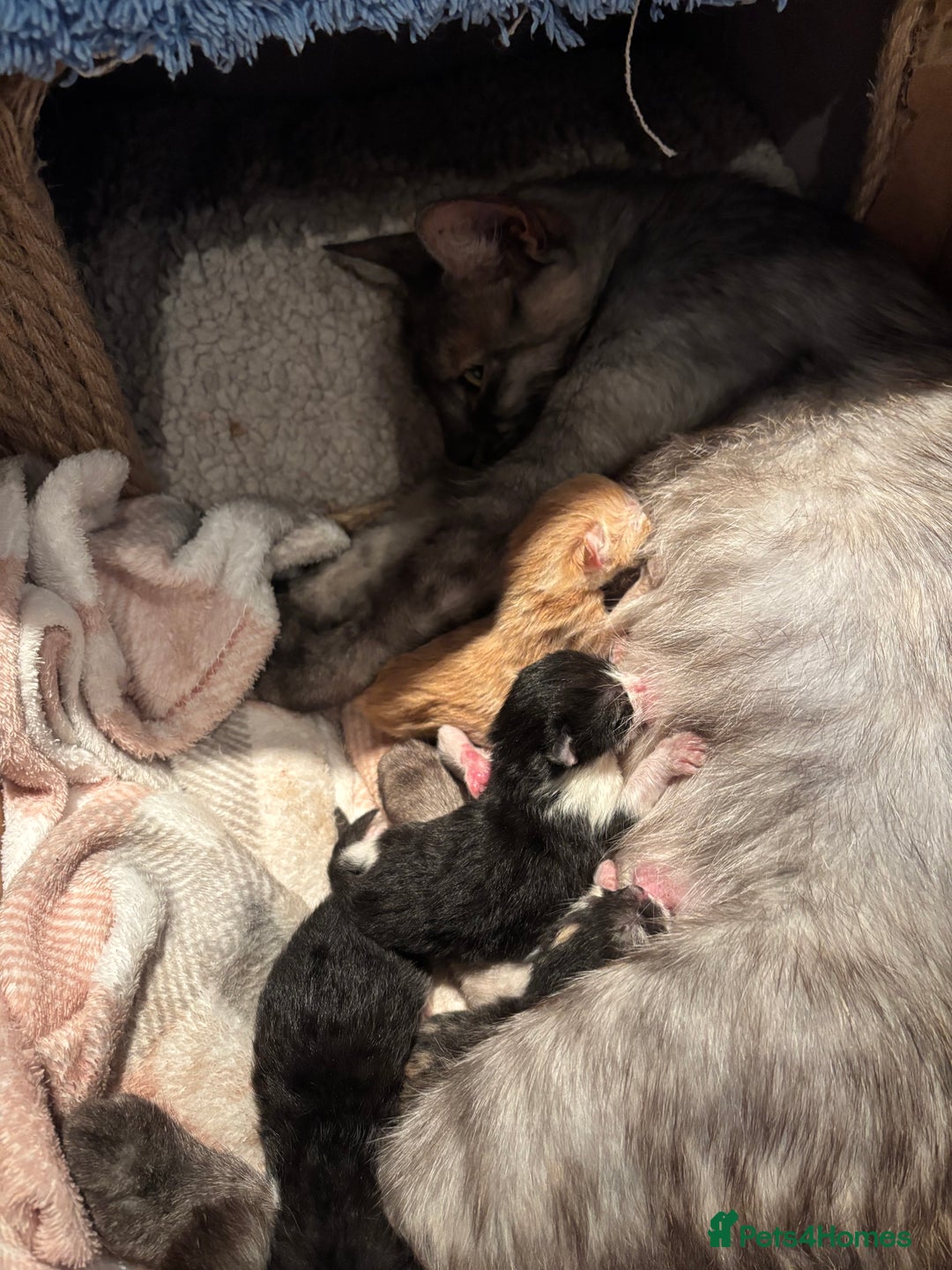 Mixed Breed cats for sale: Mixed Maine Coon & Randall Mix - Advert 6