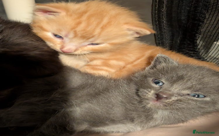 Domestic Shorthair cats - Advert 1