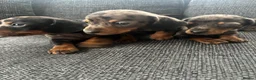 Dachshund dogs for sale: 3 male dachshund puppies  - Advert 2
