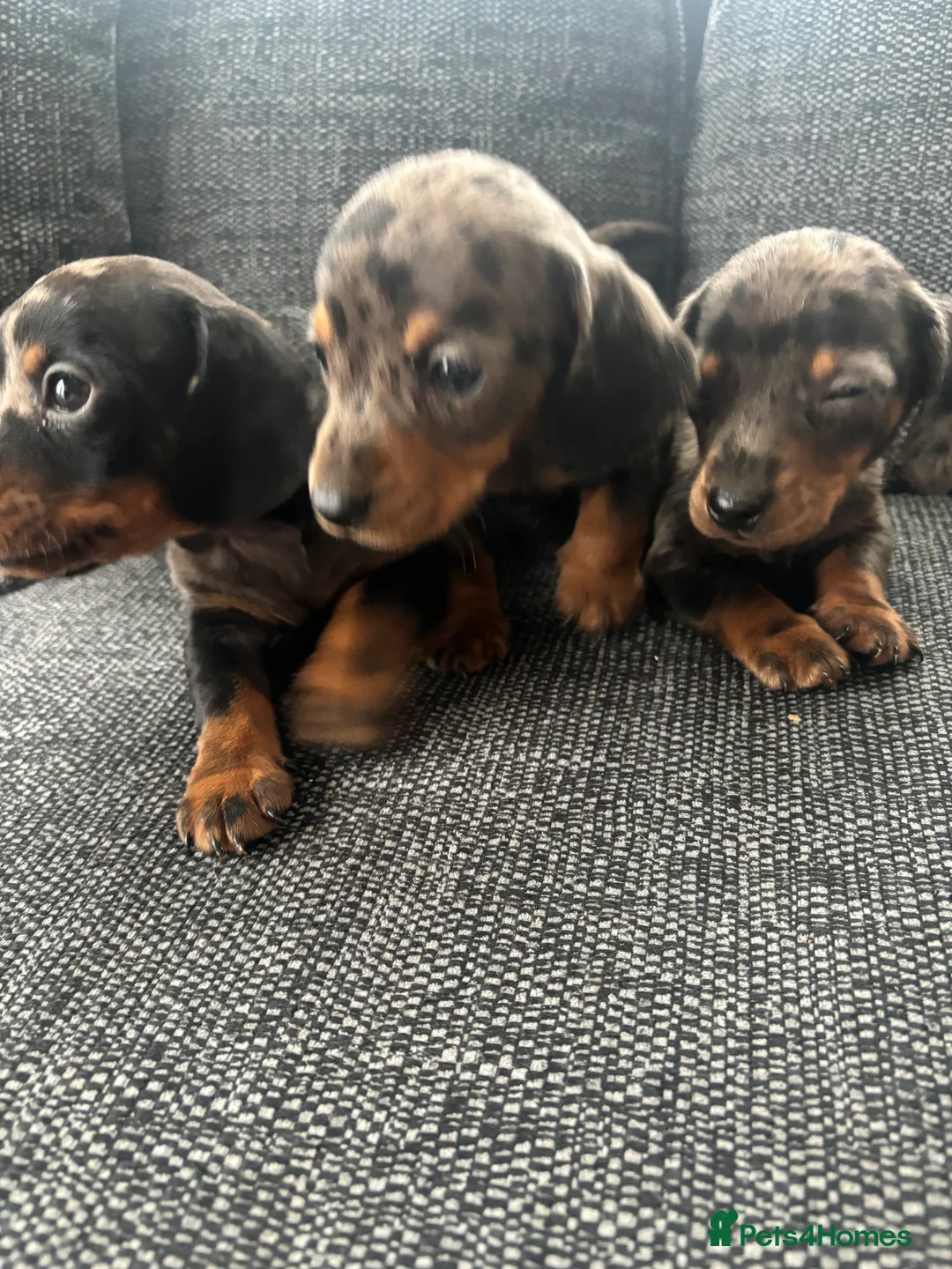 Dachshund dogs for sale: 3 male dachshund puppies  - Advert 2