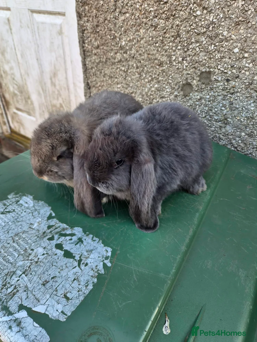 French Lop rabbits for sale: Stunning French lops for sale  - Advert 2