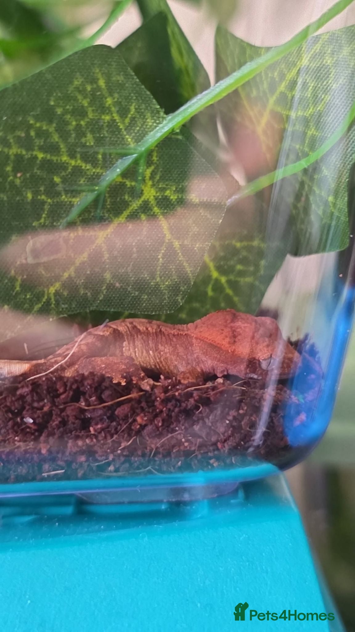 Gecko reptiles Deposit on multiple crested geckos and gargoyle  - Advert 3