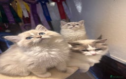 Ragdoll cats for sale: Stunning Registered Ragdoll kittens  - Image 6