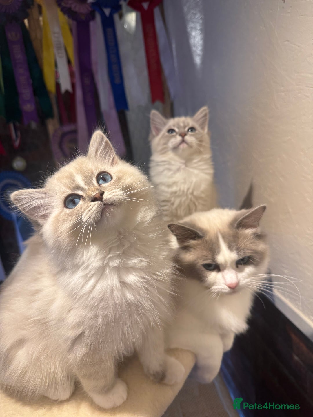Ragdoll cats for sale: Stunning Registered Ragdoll kittens  - Image 6