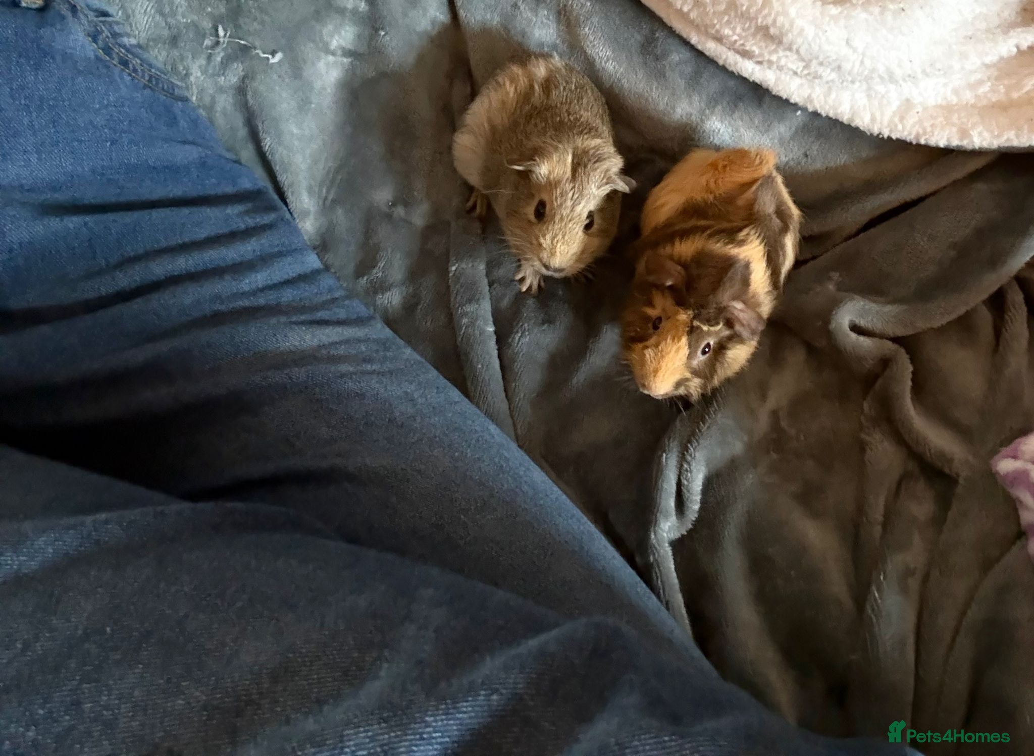 Guinea Pig rodents 2 male guinea pigs - Advert 1