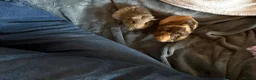 Guinea Pig rodents for sale: 2 male guinea pigs in Sudbury - Advert 1