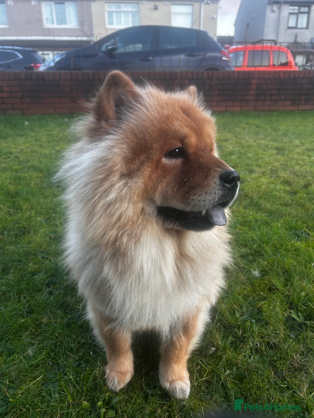 Chow Chow dogs for sale: Narla  - Advert 12