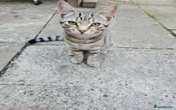 Domestic Shorthair cats for sale: 4 kittens for sale - Image 4