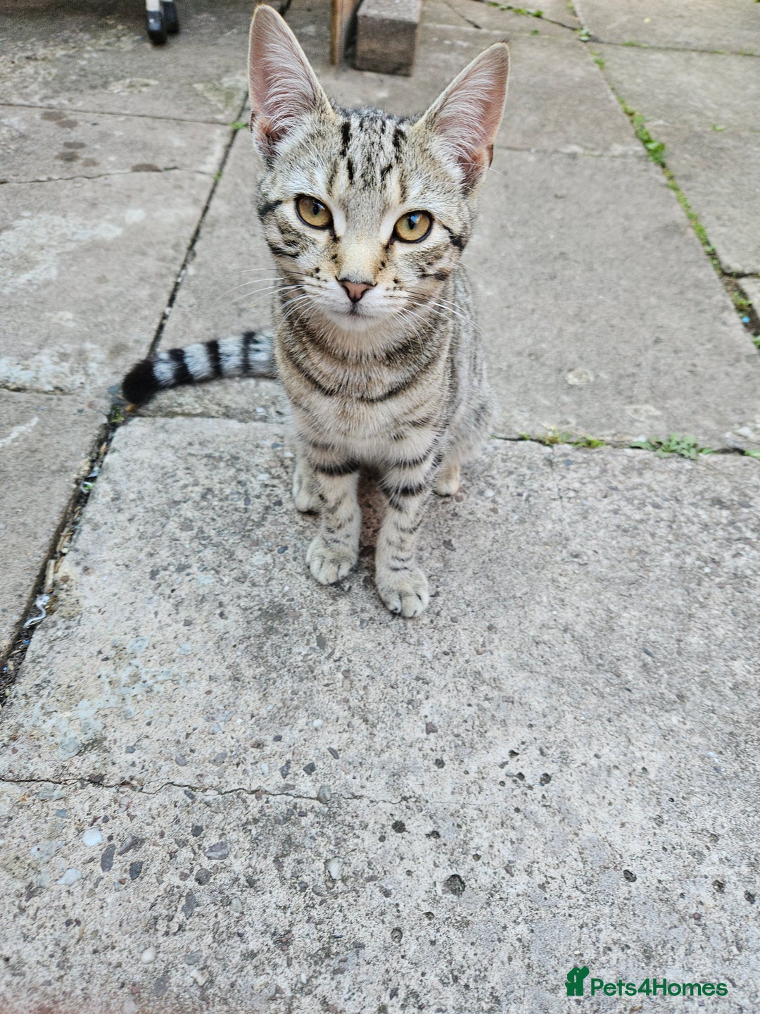 Domestic Shorthair cats for sale: 4 kittens for sale - Image 4