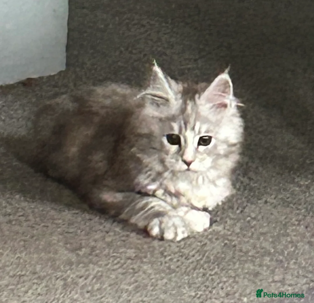 Maine Coon cats for sale: Tica Registered female Maine Coon kittens - Advert 8
