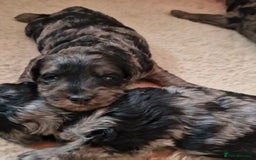 Goldendoodle dogs for sale: Gorgeous mini F1 goldendoodles - Image 1