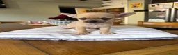Chug dogs for sale: Chug puppies. 1 girl 1 boy - Advert 5