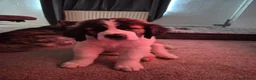 Saint Bernard dogs for sale: Saint Bernard Puppy in Catterick Garrison - Advert 2