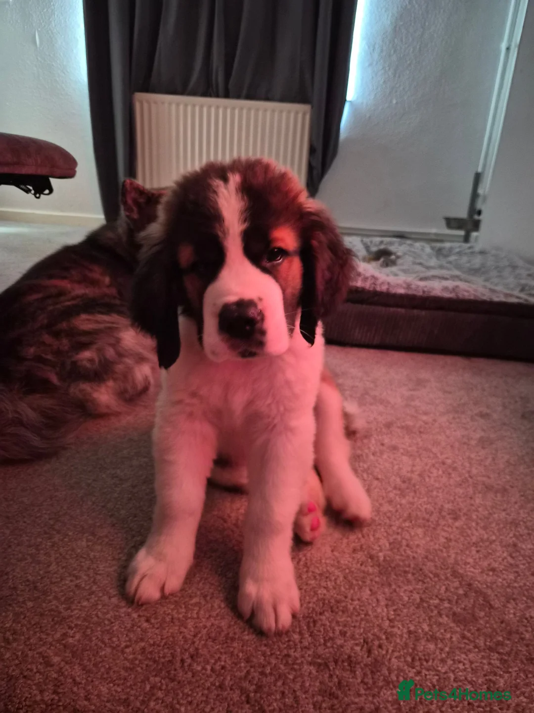 Saint Bernard dogs for sale: Saint Bernard Puppy in Catterick Garrison - Advert 2