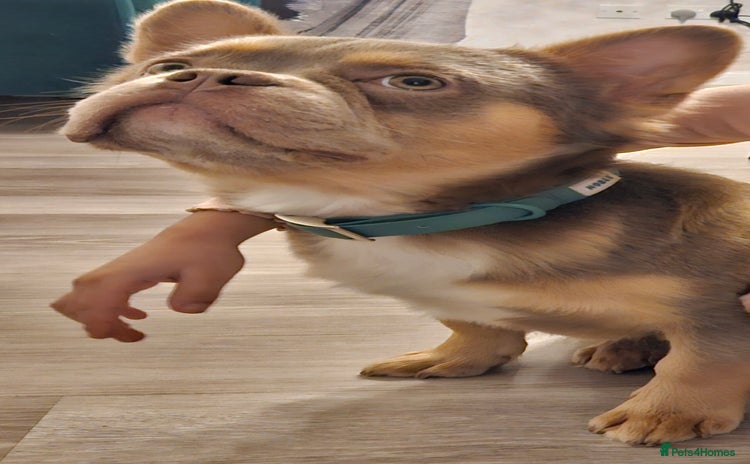 French Bulldog dogs - Advert 4