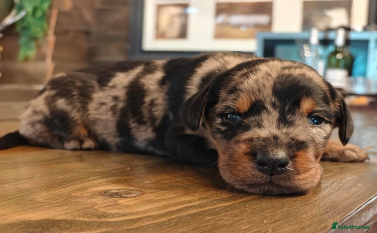 Mixed Breed dogs - Advert 1