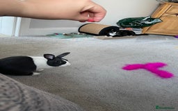 Dutch rabbits for sale: Male rabbit  - Advert 2