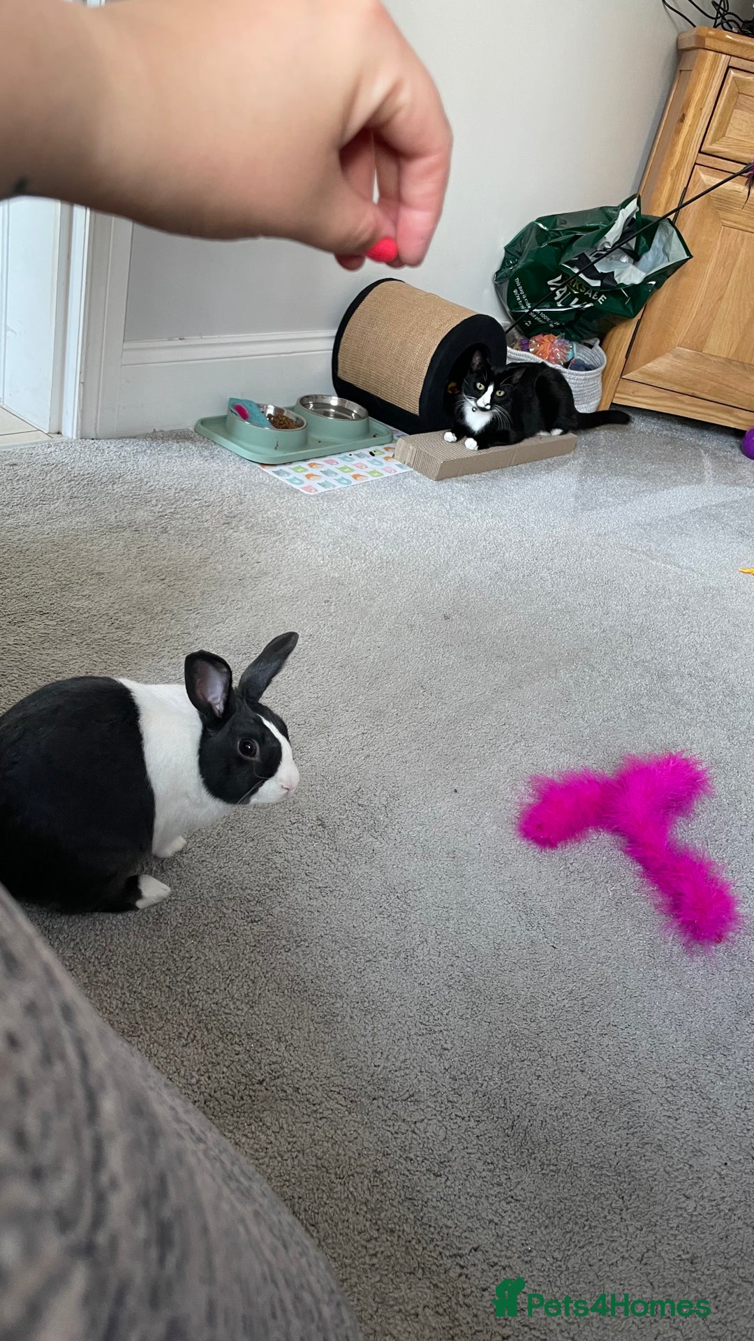 Dutch rabbits for sale: Male rabbit  - Advert 2