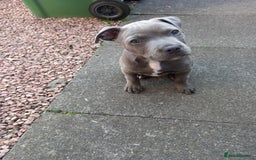 Staffordshire Bull Terrier dogs for sale: Staffy pup - Image 2