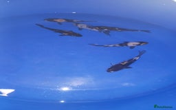 Koi Carp fish for sale: koi carp for sale - Image 1