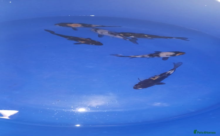 Koi Carp fish - Advert 2