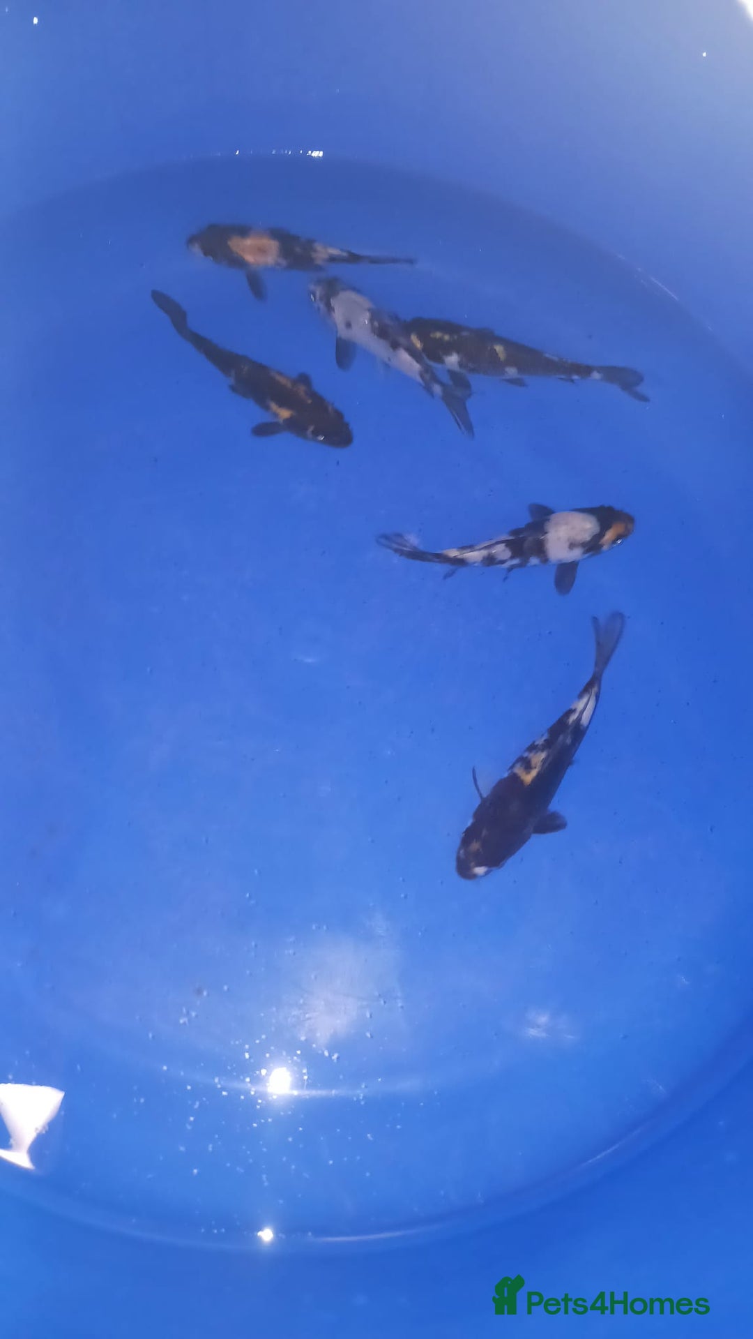 Koi Carp fish for sale: koi carp for sale - Image 1