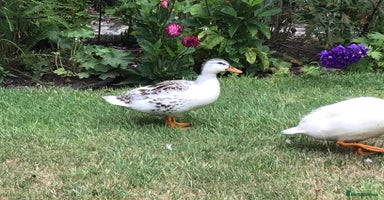 Ducks poultry - Advert 5