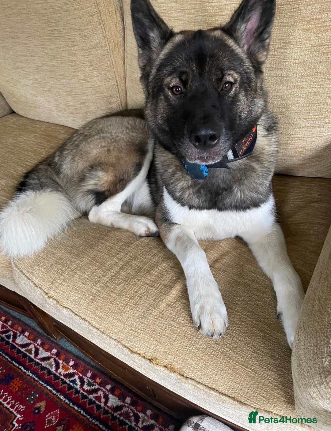 Huskita dogs for sale: Sacha  - Advert 1