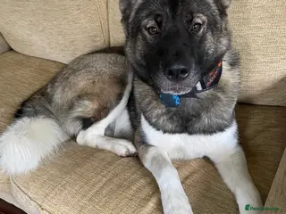 Huskita dogs Sacha - Advert 13