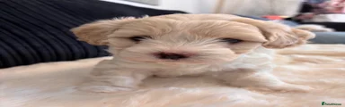 Maltipoo 1