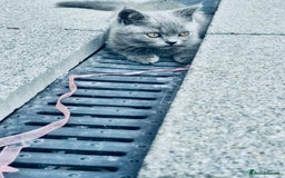 British Shorthair cats for sale: British shorthair  - Image 11