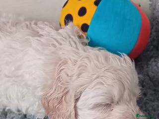 Mini Goldendoodle dogs Gorgeous Miniature Double Doodle puppies - Advert 9