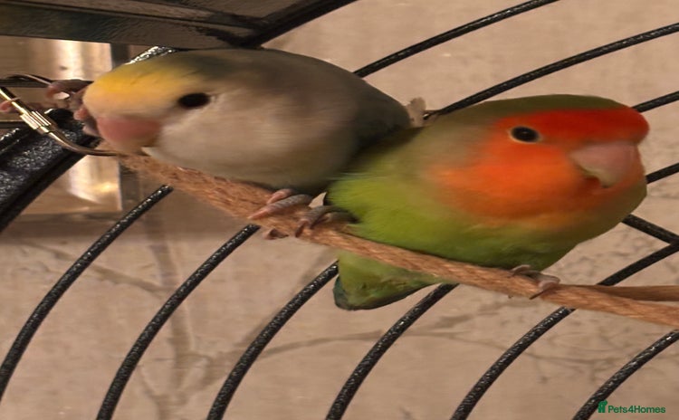 Lovebirds birds - Advert 13