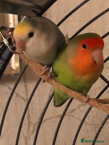 Lovebirds birds - Advert 13