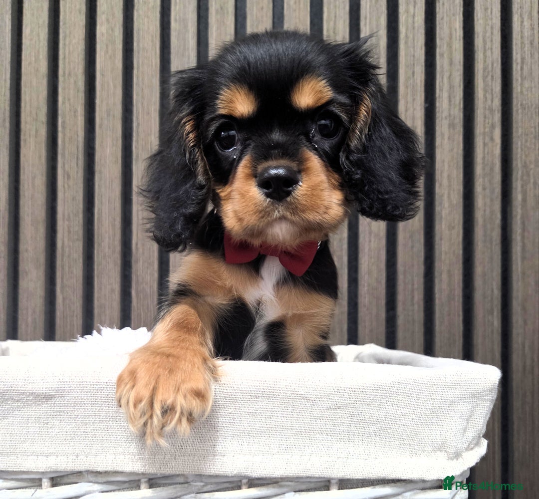 Cavalier King Charles Spaniel dogs for sale: Gorgeous Cavalier Puppies Ready2Go - Image 5